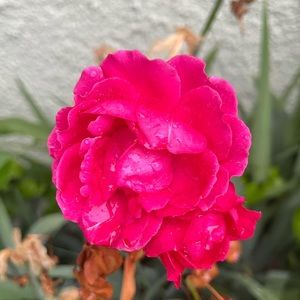 Meet your Posher, Tacos